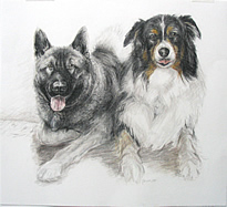 fine art drawing of elkhound & shepard